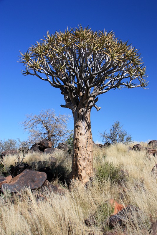 18/05/11 Kokerboom - Quivertree Forest