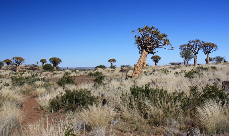 18/05/11 Kokerboom - Quivertree Forest